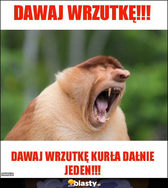 DAWAJ WRZUTKĘ!!! DAWAJ WRZUTKĘ!!!
