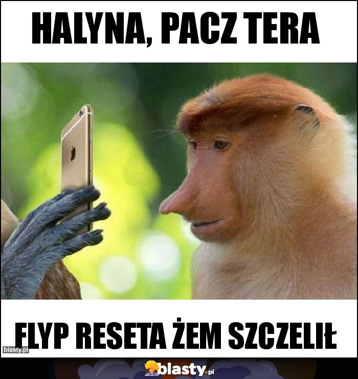 HALYNA, PACZ TERA HALYNA, PACZ TERA