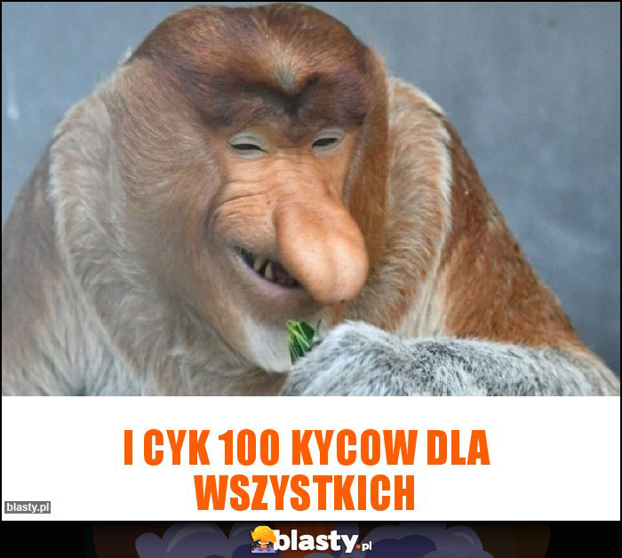 I cyk 100 KYCow dla wszystkich I cyk 100 KYCow dla wszystkich