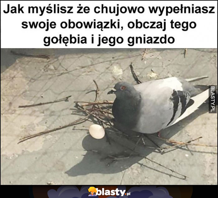 Jak myślisz że kijowo wypełniasz swoje obowiązki obczaj tego gołębia i jego gniazdo prowizorka