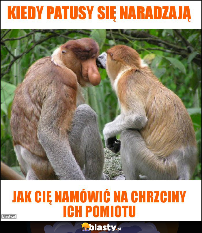 Kiedy patusy się naradzają Kiedy patusy się naradzają