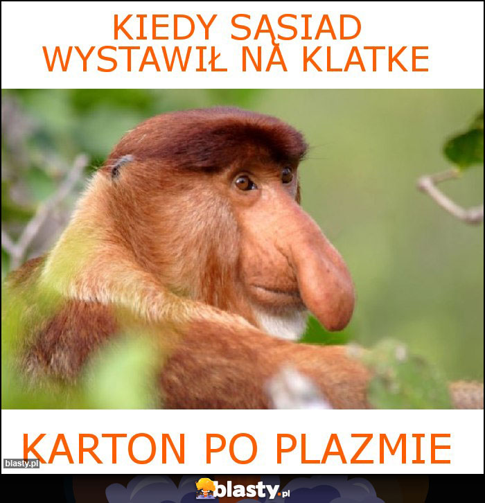kiedy sąsiad wystawił na klatke kiedy sąsiad wystawił na klatke
