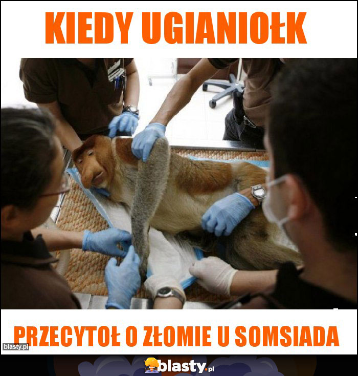 Kiedy ugianiołk Kiedy ugianiołk