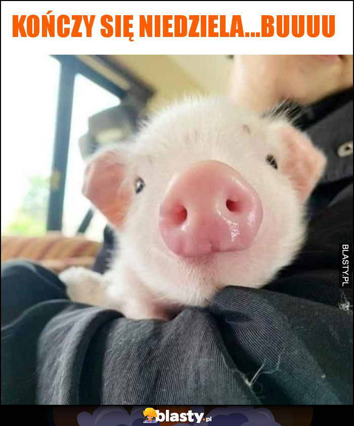 Kończy się niedziela...buuuu Kończy się niedziela...buuuu