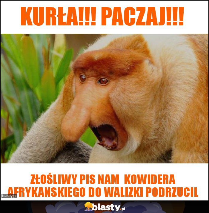 Kurła!!! Paczaj!!! Kurła!!! Paczaj!!!