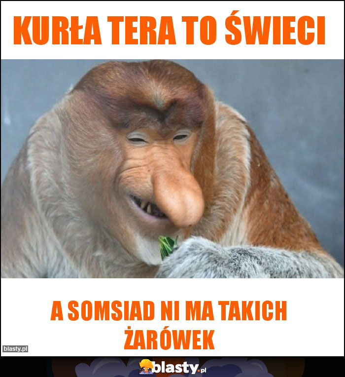 kurła tera to świeci kurła tera to świeci