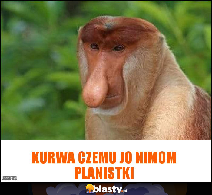 Kurwa czemu jo nimom planistki Kurwa czemu jo nimom planistki