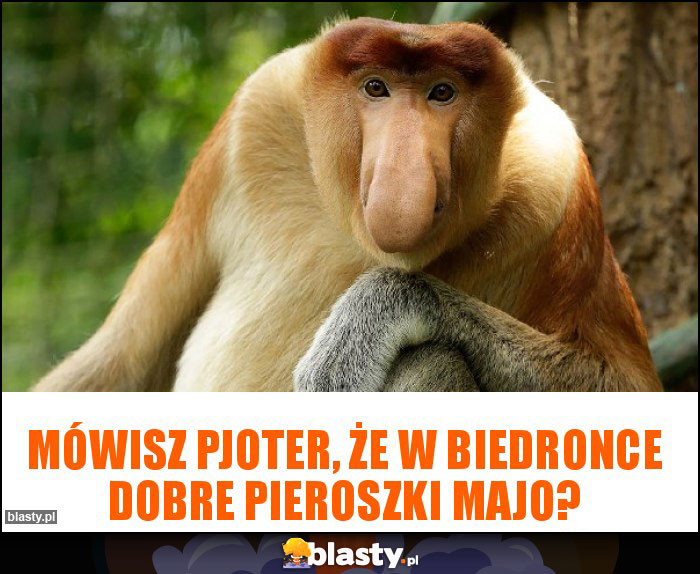 Mówisz Pjoter, że w Biedronce dobre pieroszki majo?