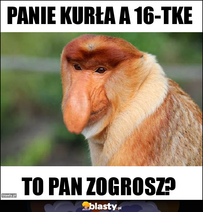 Panie kurła a 16-tke Panie kurła a 16-tke