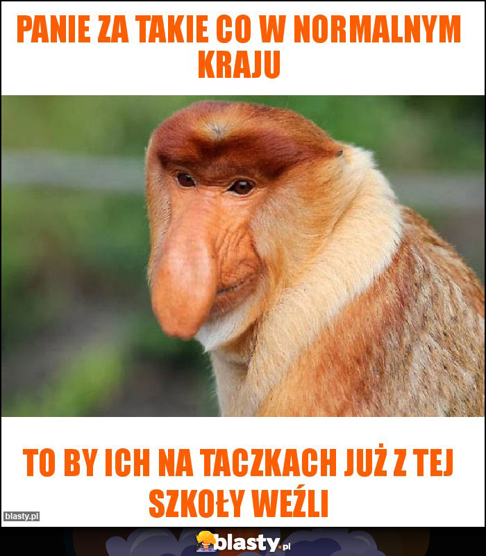 Panie za takie co w normalnym kraju Panie za takie co w normalnym kraju