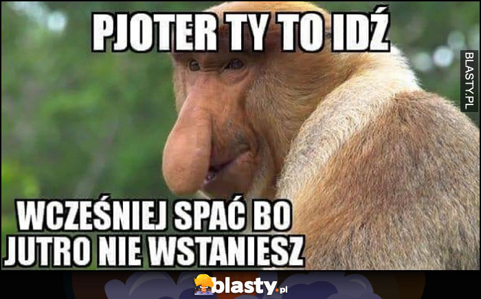 Pioter Ty to idź wcześniej spać bo jutro nie wstaniesz Polak nosacz małpa