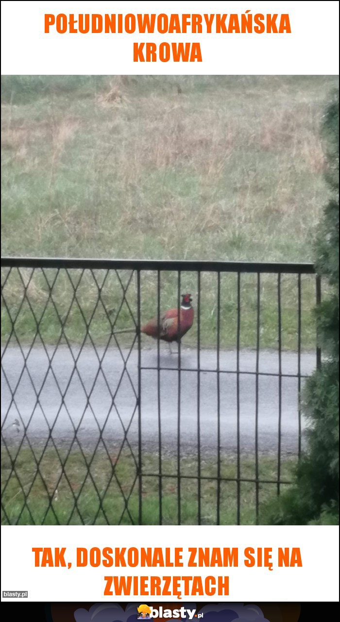 południowoafrykańska krowa południowoafrykańska krowa