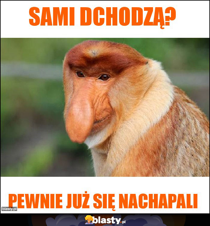Sami dchodzą? Sami dchodzą?