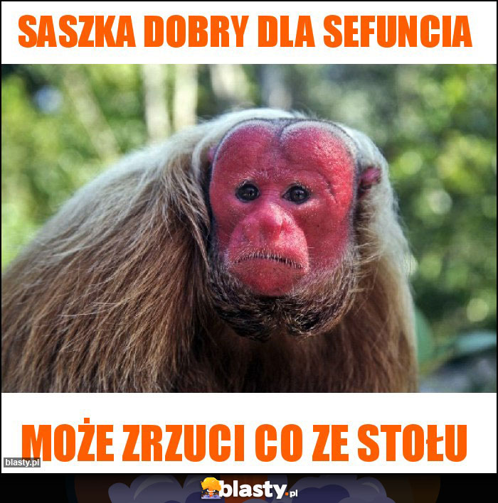 Saszka dobry dla sefuncia