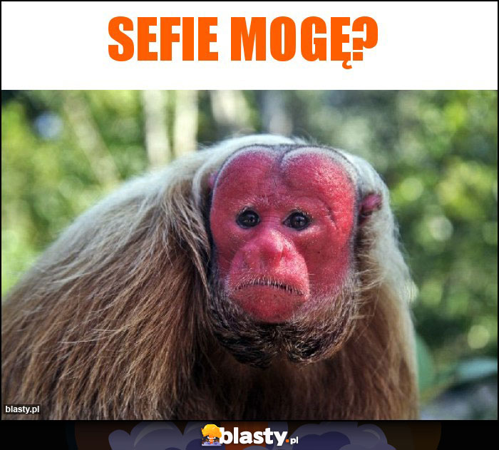 Sefie mogę? Sefie mogę?