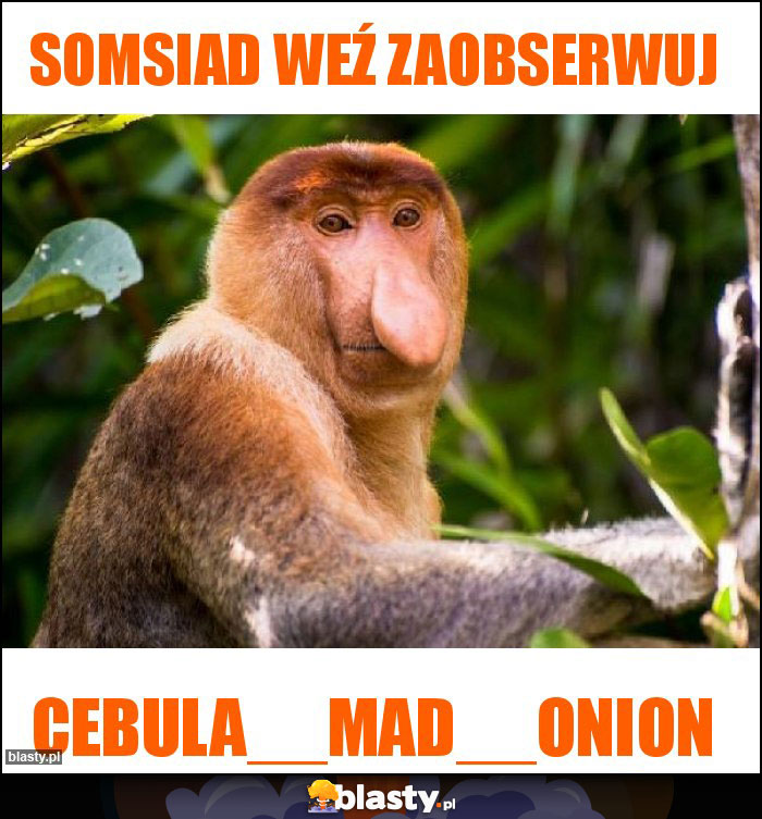Somsiad weź zaobserwuj Somsiad weź zaobserwuj