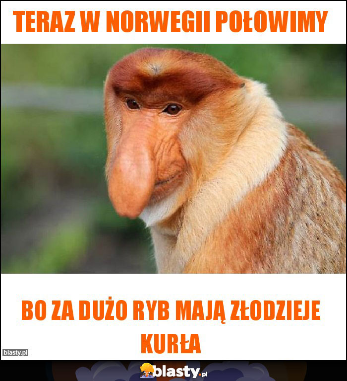 Teraz w Norwegii połowimy Teraz w Norwegii połowimy