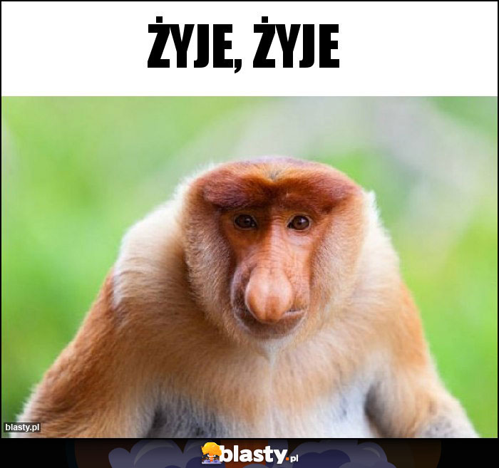 Żyje, żyje