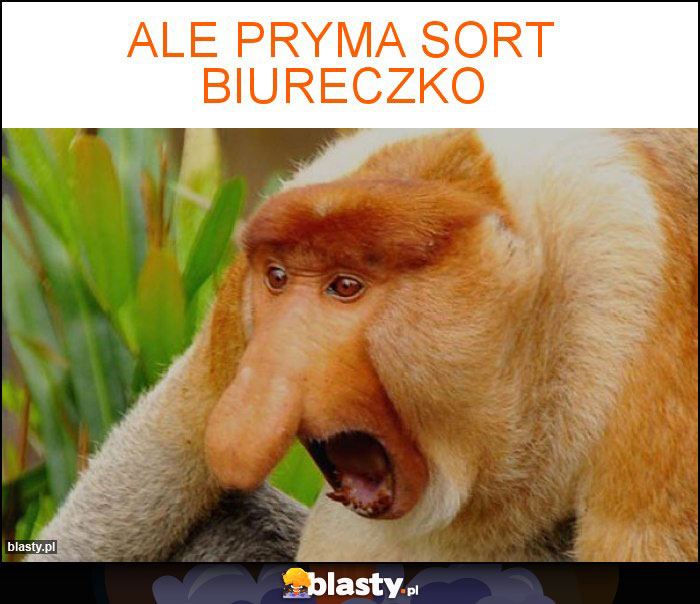 Ale pryma sort biureczko Ale pryma sort biureczko