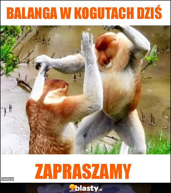 Balanga w kogutach dziś Balanga w kogutach dziś