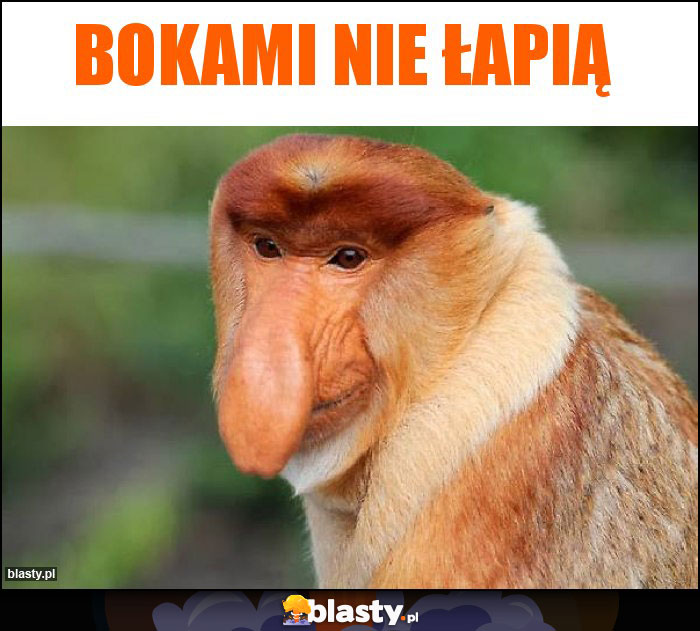 Bokami nie łapią Bokami nie łapią