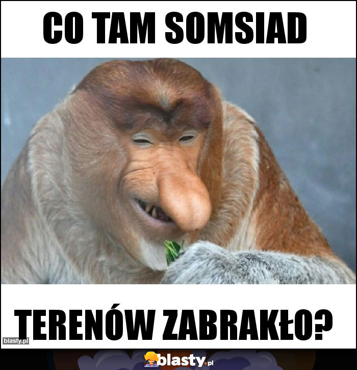 Co tam somsiad Co tam somsiad
