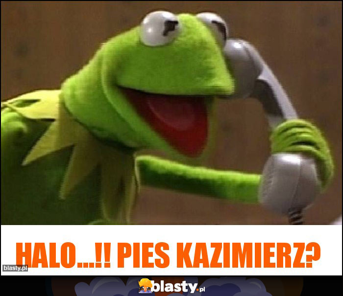 Halo...!! Pies kazimierz? Halo...!! Pies kazimierz?