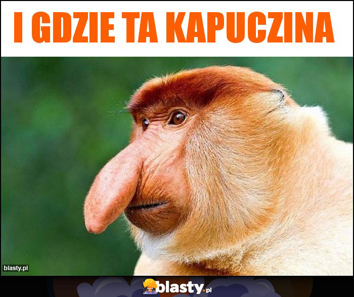 I gdzie ta kapuczina I gdzie ta kapuczina