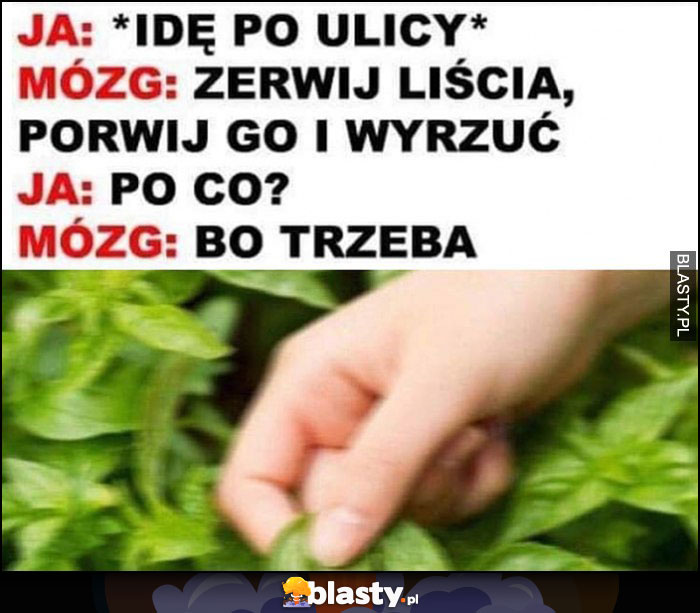 Ja: idę po ulicy, mózg: zerwij liścia, porwij go i wyrzuć, ja: po co, mózg: bo trzeba