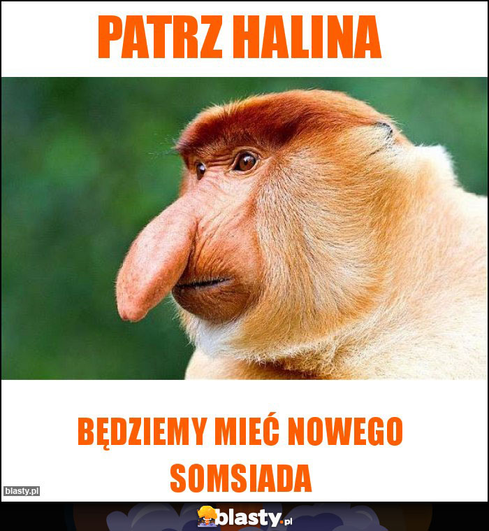 Patrz Halina