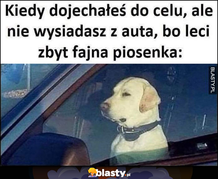 Pies kiedy dojechałes do celu ale nie wysiadasz z auta bo leci zbyt fajna piosenka