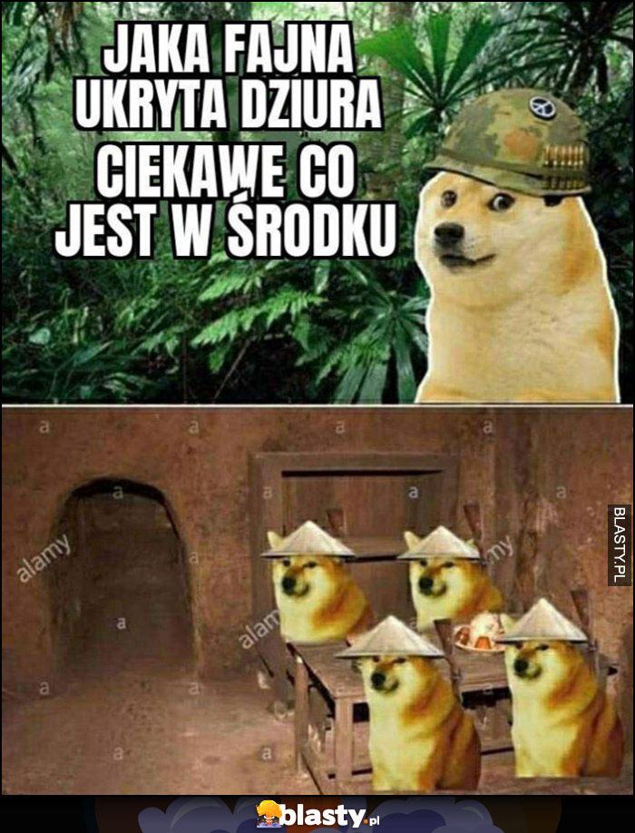 Pieseł doge jaka fajna ukryta dziura ciekawe co jest w środku wojna w Wietnamie