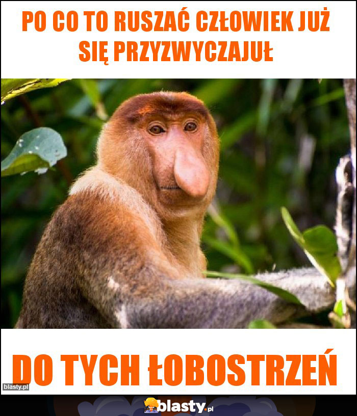 Po co to ruszać Człowiek już się przyzwyczajuł Po co to ruszać Człowiek już się przyzwyczajuł