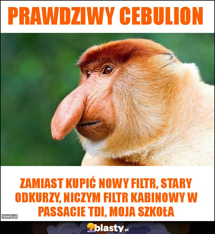 Prawdziwy cebulion Prawdziwy cebulion
