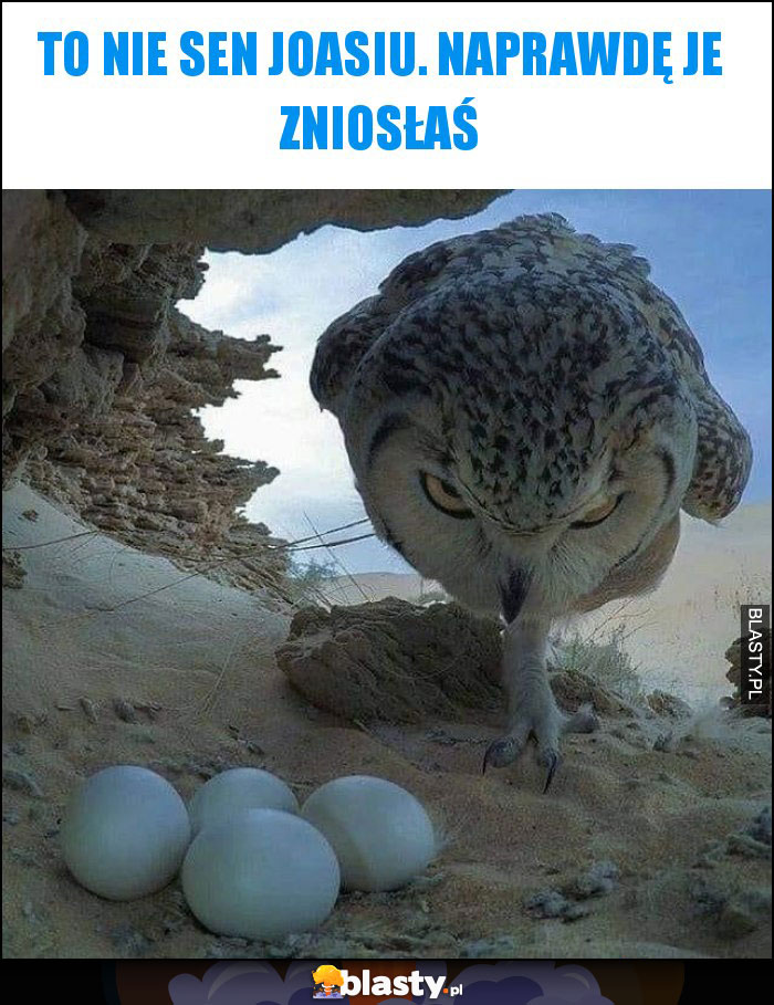 To nie sen Joasiu. Naprawdę je zniosłaś To nie sen Joasiu. Naprawdę je zniosłaś