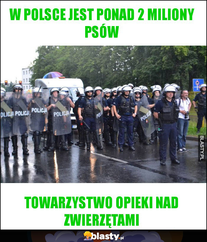 W Polsce jest ponad 2 miliony psów W Polsce jest ponad 2 miliony psów