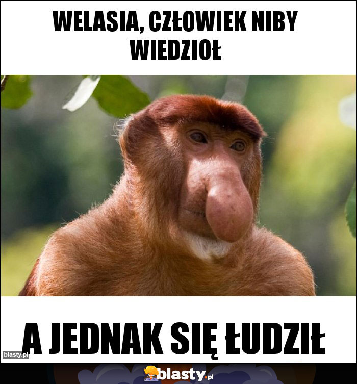 Welasia, człowiek niby wiedzioł Welasia, człowiek niby wiedzioł