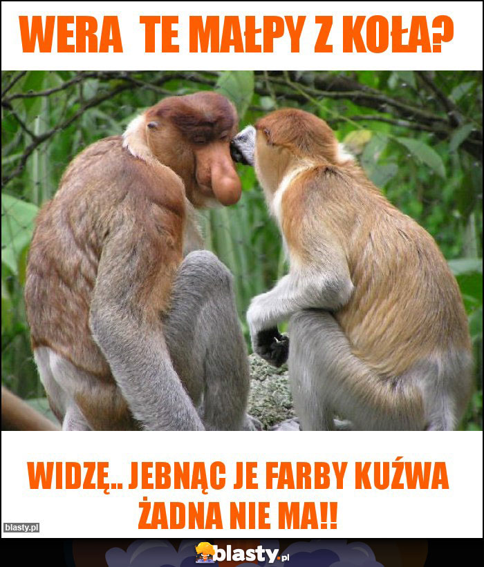 Wera te małpy z koła? Wera te małpy z koła?