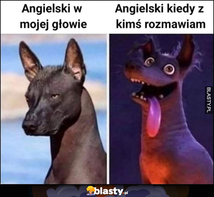 Angielski w mojej głowie vs angielski kiedy z kimś rozmawiam pies hiena porównanie