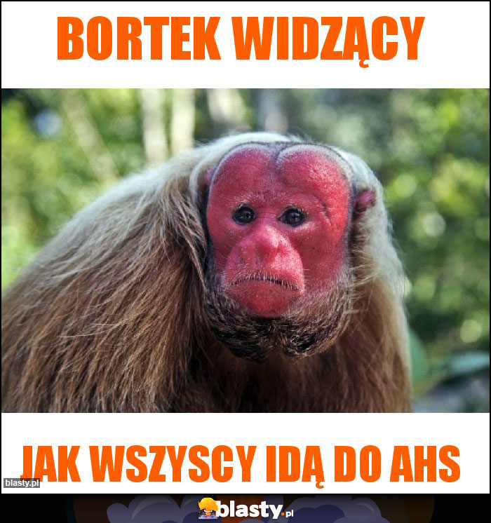 Bortek widzący Bortek widzący