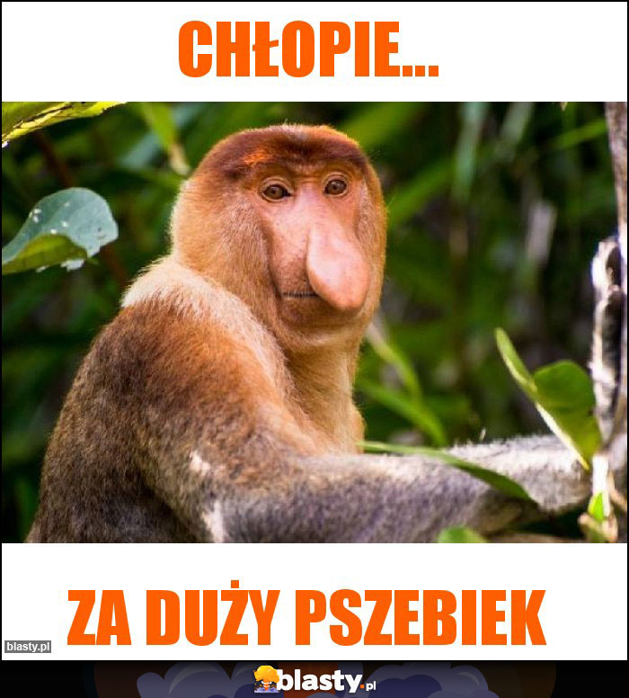 Chłopie... Chłopie...