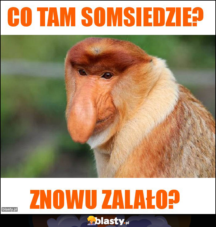 Co tam somsiedzie? Co tam somsiedzie?