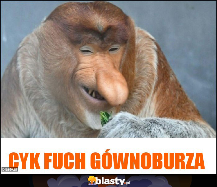 CYK FUCH GÓWNOBURZA CYK FUCH GÓWNOBURZA