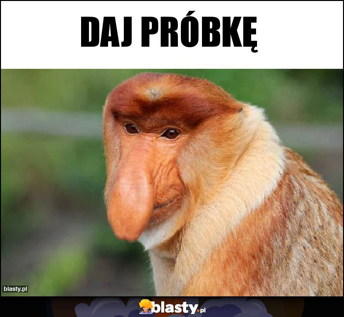 Daj próbkę Daj próbkę