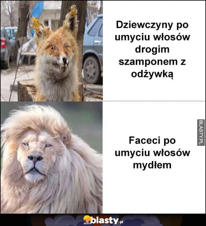 Dziewczyny po umyciu włosów drogim szamponem z odżywką lis vs faceci po umyciu włosów mydłem lew