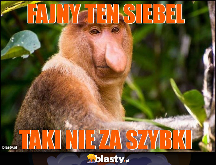 Fajny ten Siebel Fajny ten Siebel