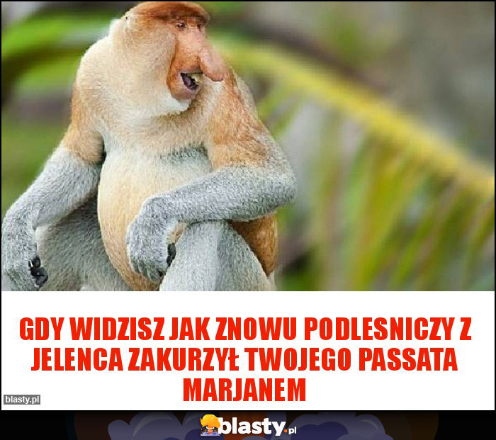 Gdy widzisz jak znowu Podlesniczy z Jelenca zakurzył twojego Passata marjanem Gdy widzisz jak znowu Podlesniczy z Jelenca zakurzył twojego Passata marjanem