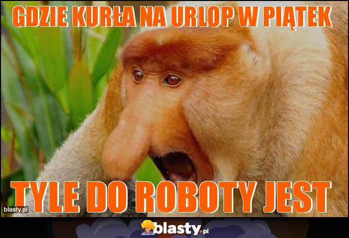 Gdzie kurła na urlop w piątek Gdzie kurła na urlop w piątek