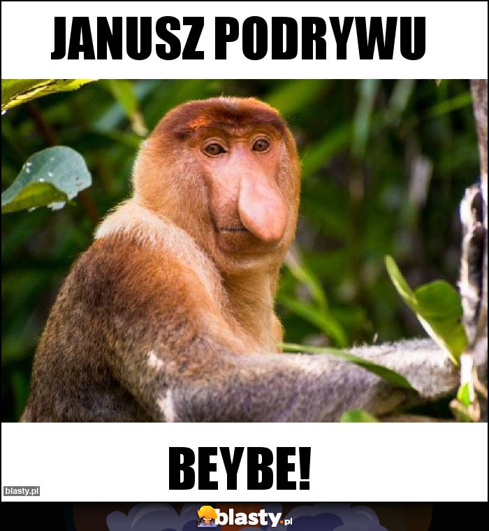 Janusz podrywu Janusz podrywu