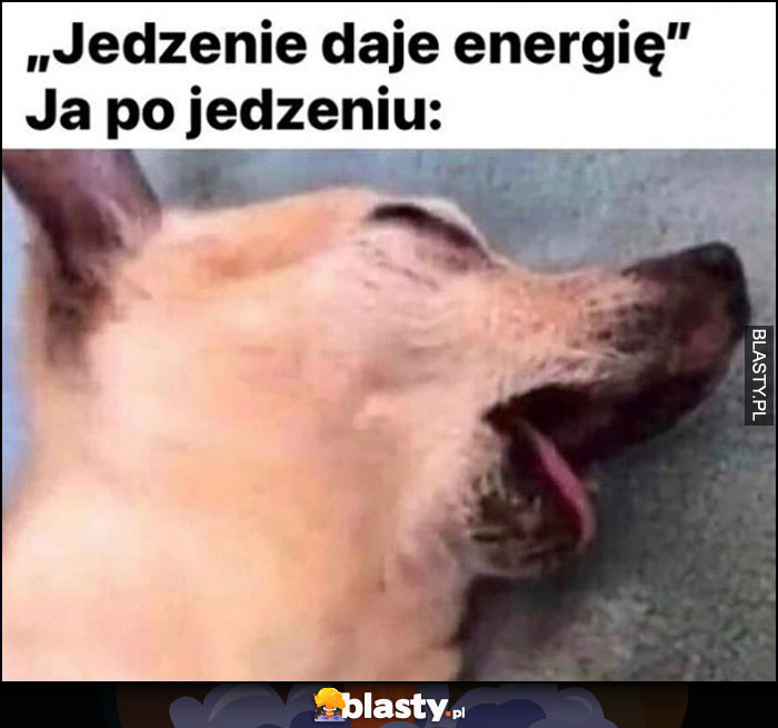 Jedzenie daje energię, ja po jedzeniu zmęczony pies śpi